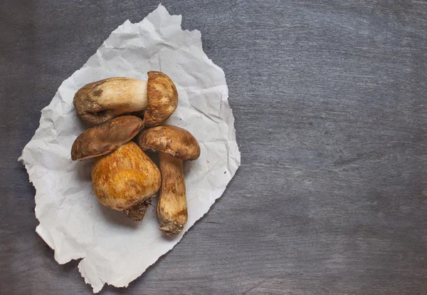 Sommige paddestoelen boletus op papier — Stockfoto