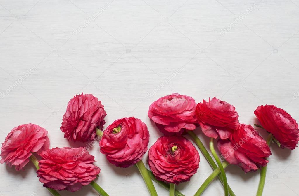 Some red peonies on white wooden background