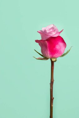 Naneli pastel arkaplanda güzel pembe bir gül. Çiçek konseptini sevgililer gününde yak