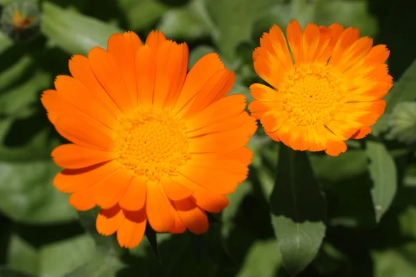 Gelbe Blumen im Garten — Stockfoto