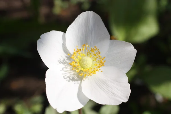 Uma pequena flor — Fotografia de Stock