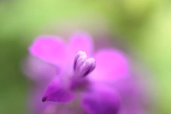 작은 꽃 — 스톡 사진