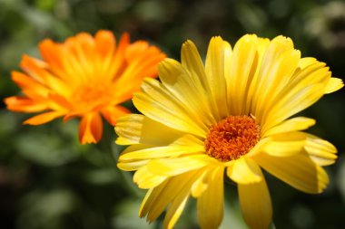 Birkaç calendula çiçek