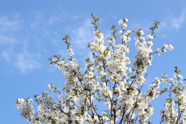 Çiçek açan bir ağaç dalı