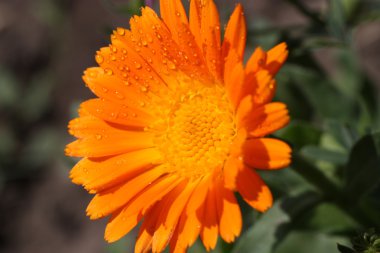 Calendula çiçek ile Çiy damlaları