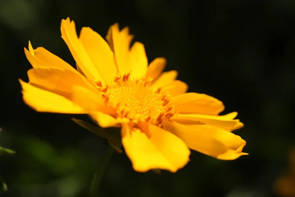 Kleine gelbe Blume — Stockfoto