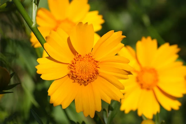 Κίτρινα λουλούδια στον κήπο — Φωτογραφία Αρχείου