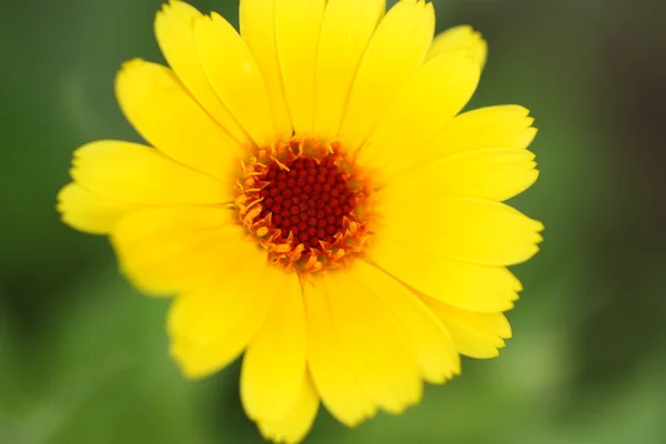 Kleine gelbe Blume — Stockfoto