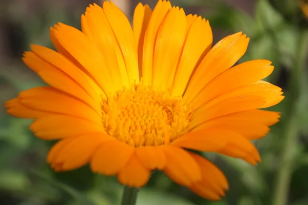 Pequeña flor de caléndula — Foto de Stock