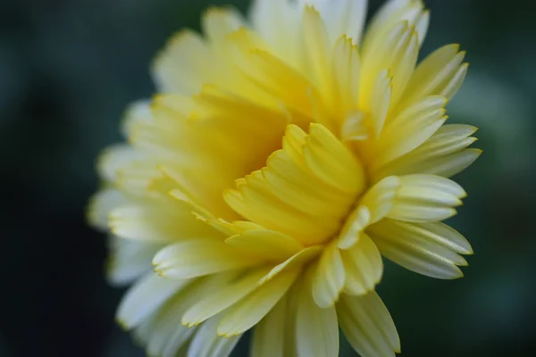 Little yellow flower — Stock Photo, Image