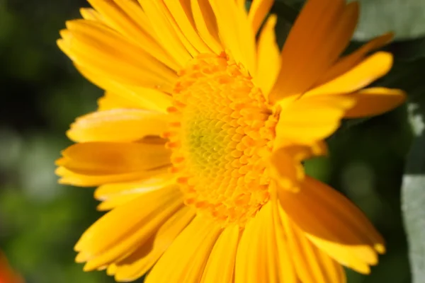 Gelbe Blume im Garten — Stockfoto