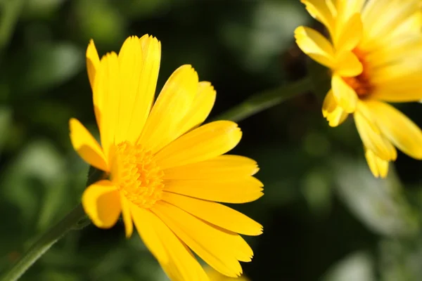 Ein paar Ringelblumen — Stockfoto