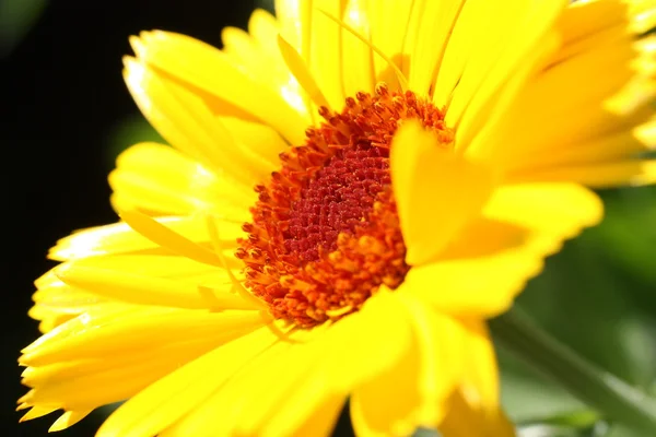 Kleine Ringelblume — Stockfoto