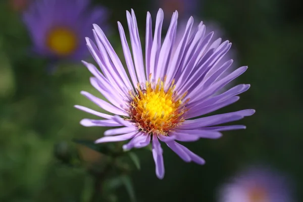 Eine kleine Blume — Stockfoto