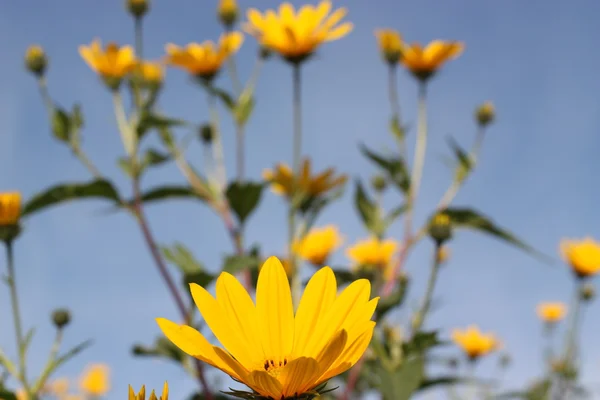Gelbe Blumen gegen den Himmel — Stockfoto