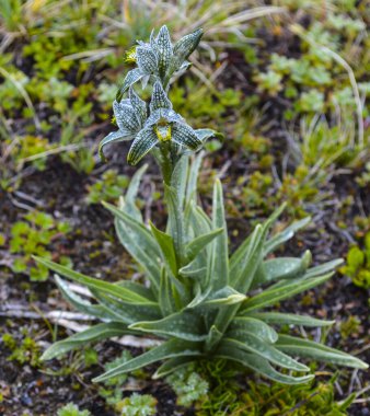 ANDES Kloraea Magellanica 'nın ORCHID' i