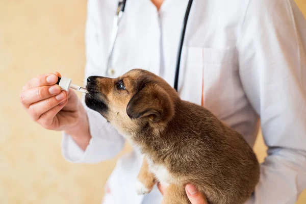 Ausgezüchtete rote Welpen bei der tierärztlichen Untersuchung in der Klinik. Hundeimpfung — Stockfoto