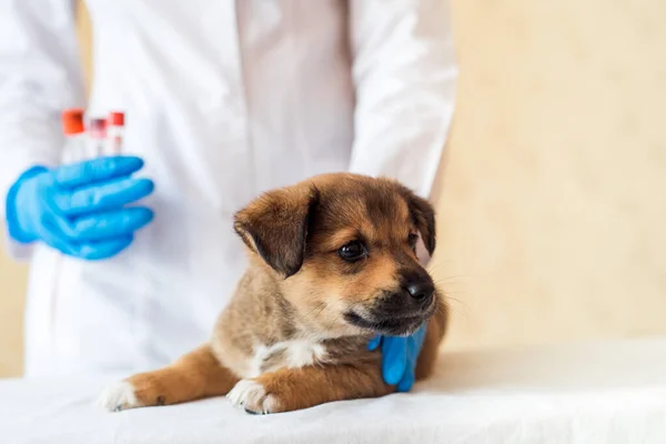 Outbred red puppy at the veterinarians examination in the clinic. Dog vaccination