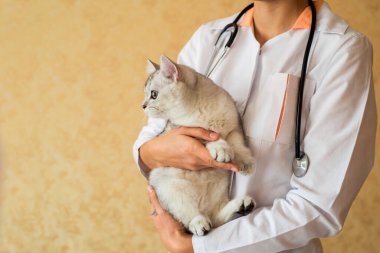 Veteriner kliniğindeki bir kedinin muayenesi. İskoç çinçillası, bir kedi yavrusunu aşılıyor.
