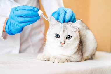 Veteriner kliniğindeki bir kedinin muayenesi. İskoç çinçillası.,