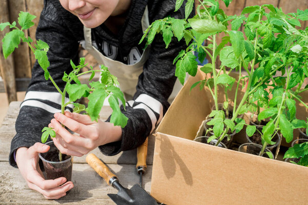 Seedlings of pepper and tomatoes in a craft box. Girl Showing Seedlings of Pepper