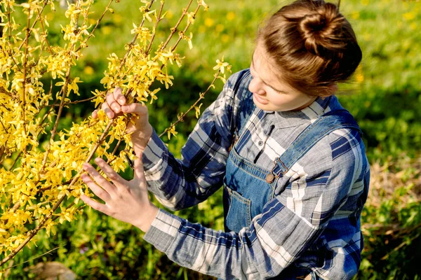 Sarı çalı ve meyve ağacıyla ilgilenen çiftçi kız. Kot pantolon giyiyordu. Mavi bulutsuz gökyüzü. Forsythia 'nın çiçekli çalısı. Bahçe bahçesinde genç bir kız. İşçi elleri kapalı.