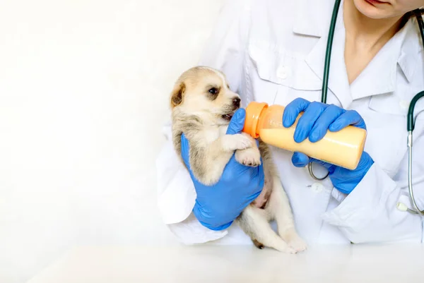 Voeren van een pasgeboren puppy formule uit een fles closeup.Vet arts in de kliniek. hond zorg.Een huisdier. — Stockfoto