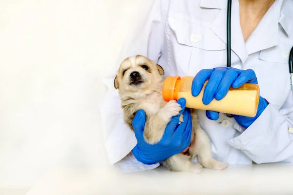 Karmienie nowo narodzonego szczeniaka formułą z bliska butelki.Lekarz weterynarii w klinice. Pielęgnacja psa.. — Zdjęcie stockowe