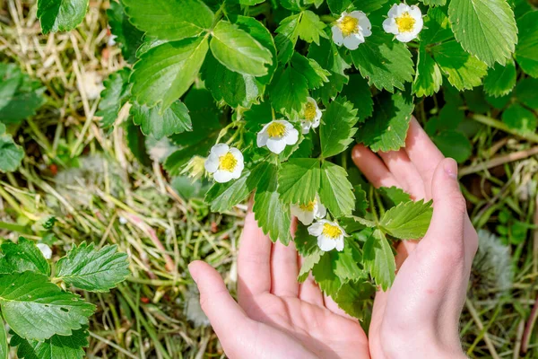 Jardineiro lida com arbusto de morangos no jardim. Controle de ervas daninhas, plantando arbusto de morangos floridos. Primavera gardening.care, transplante, rega e fertilização de plantas jovens no jardim . Imagens De Bancos De Imagens