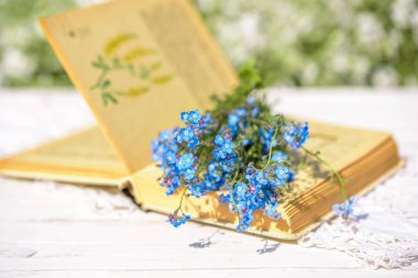 Open vintage book, blue forget-me-not flowers on wooden table, cozy morning in the village, sunny summer, holidays. Book of Batanica