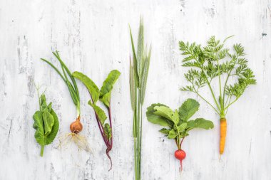 Batanica sebzeleri, kağıt üzerinde taze pancar ve havuç, pırasa, ekmek kulakları, yeşil köylüler. Beyaz, eski, ahşap arka planda. Köydeki yaz çiftçisi. Bitkiler üzerine çalışma. Üst Görünüm