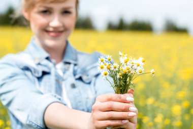 Bahar tarlasında güzel papatya çiçekleri olan kadın elleri. Yakından. Sarı, güneşli yaz tarlası. Bulanık odak dışı arkaplan.