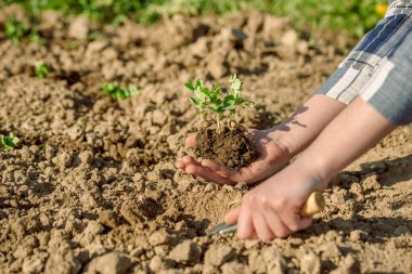 Talimatlar adım adım yataklara sebze ekmektir. Çiftçi bir kızın elleri toprağa taze sebze eker. Toprağı gevşet, çukur kaz. Dikkat edin, toplayın, tarlada ekinlerinizi sulayın.
