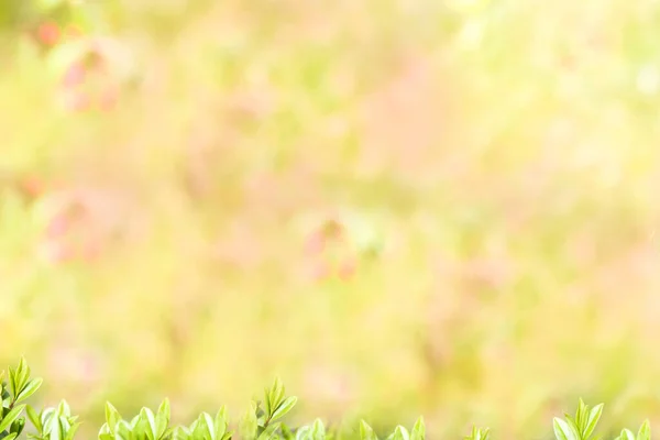 Jaro nebo léto abstraktní sezóna příroda pozadí s trávou a bokeh. ohraničení keřů — Stock fotografie