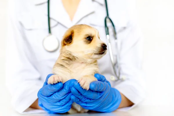 Leuke puppy op handen bij een dierenarts. Zorg voor een huisdier. Kleine rode hond op witte achtergrond. — Stockfoto