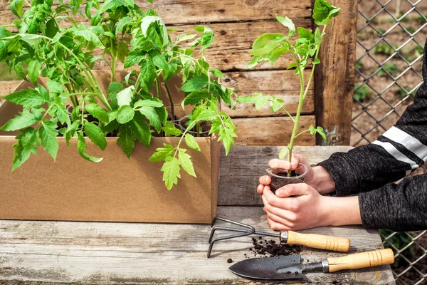 La chica está plantando plantas en el jardín. plántulas en caja en manos de una adolescente — Foto de Stock