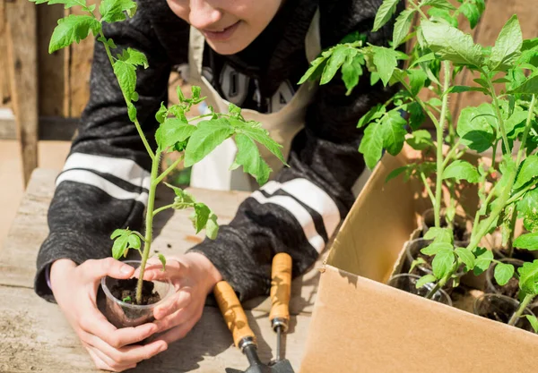 La chica está plantando plantas en el jardín. plántulas en caja en manos de una adolescente — Foto de Stock