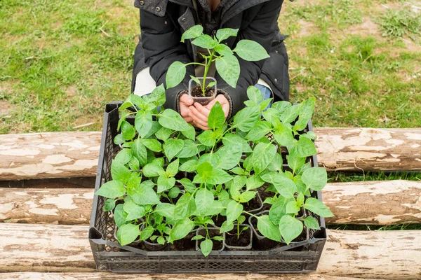 La chica está plantando plantas en el jardín. plántulas en caja en manos de una adolescente — Foto de Stock