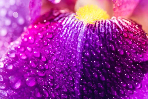 Macro, raindrops or dew, beautiful purple background.violet flowers of wild iris, covered, summer rain, green background of meadow grasses — Stock Photo, Image