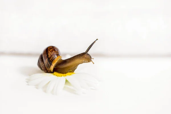 Cosmetica biologisch gemaakt met slavenslager van slak, voor huid en gezondheid. Lifestyle schoonheid — Stockfoto