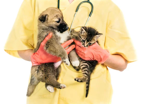 Veterinário e filhote de cachorro e gatinho na clínica isolado no fundo branco — Fotografia de Stock