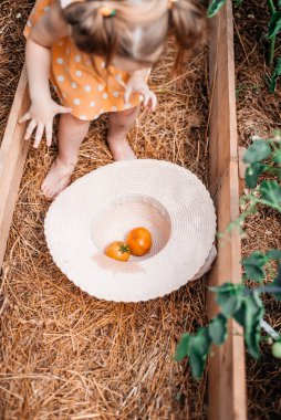 Sonbaharda hasat yapan kızlar, sıcak güneşli yaz, seradaki domatesler.