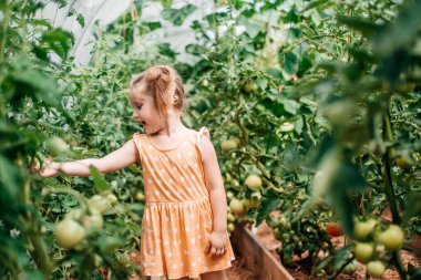 Sonbaharda hasat yapan kızlar, sıcak güneşli yaz, seradaki domatesler.