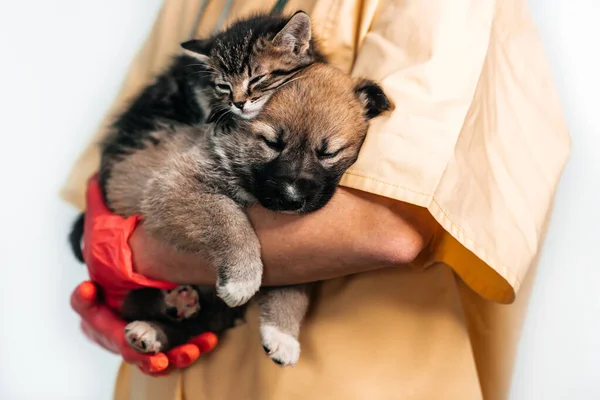 Tierarzt untersucht Hund und Katze. Welpen und Kätzchen beim Tierarzt. Impfungen für Haustiere. — Stockfoto