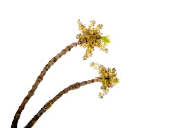 Bahar Dalı tomurcukları ile