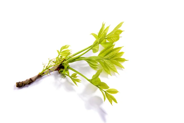 Spring branch with buds — Stock Photo, Image