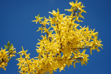 Hor çiçeği mavi gökyüzüne karşı sarı çiçek