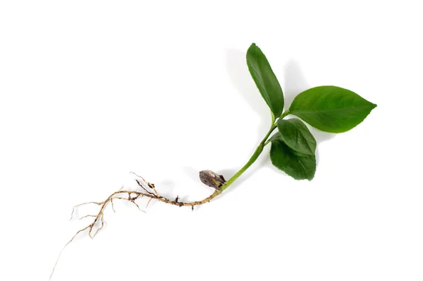 Der Keim des Getreides. Wurzel und grüne Blätter aus Samen. isoliert — Stockfoto