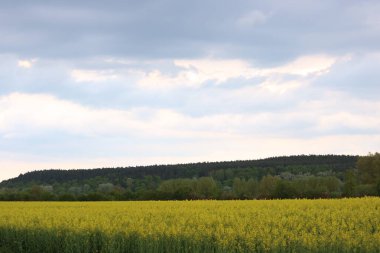 Kolza tohumu tarlası, güneşli gün, bulutlu gökyüzü.