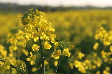 Kolza tohumu tarlası, güneşli gün, bulutlu gökyüzü.